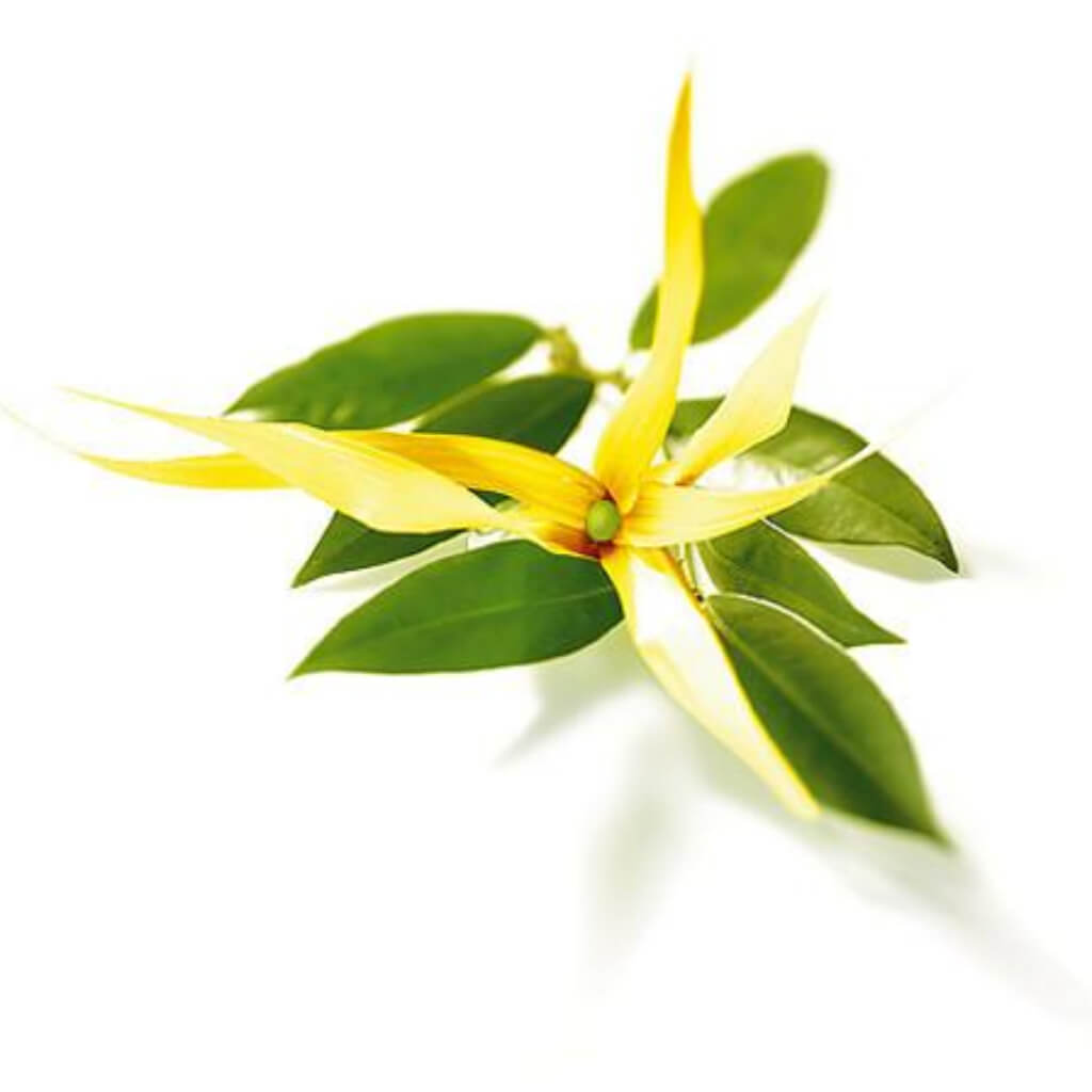 Huile essentielle d’Ylang Ylang-renala-madagascar