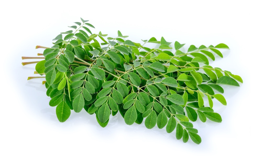 Moringa leaves on white background. renala madagascar