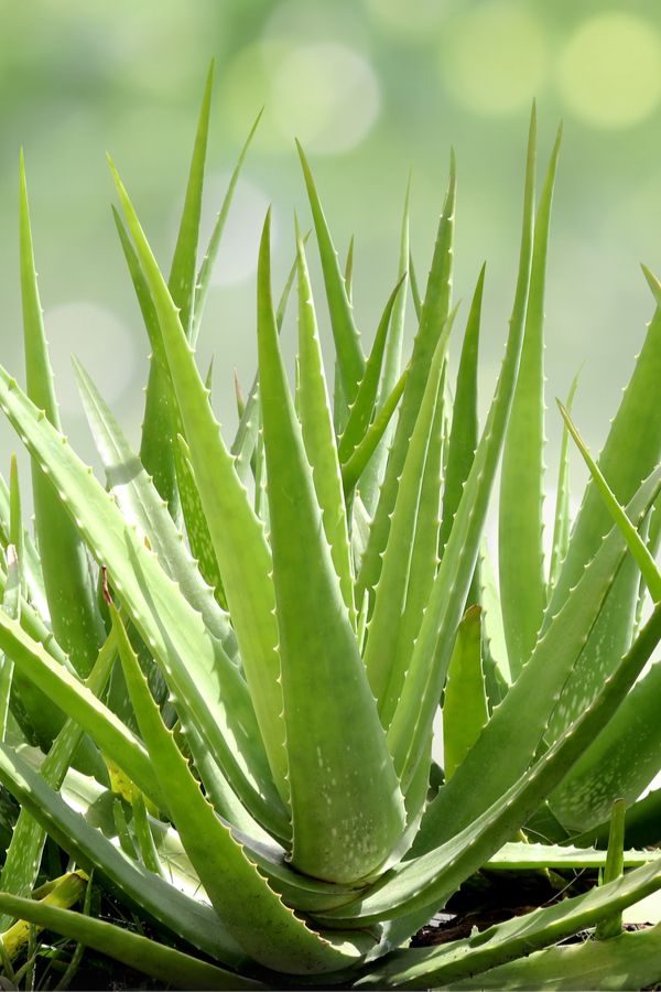 Gel de la feuille d’Aloé-renala madagascar